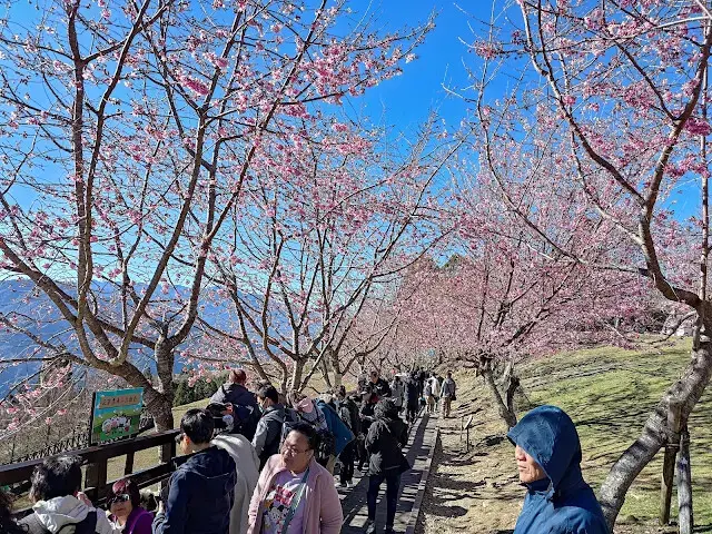 清境農場 (青青草原)