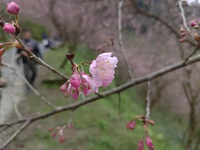 三峽大熊櫻花林 - 富士吉野櫻