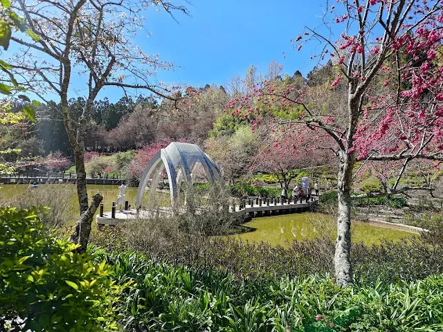 清境農場 (小瑞士花園) - 水上教堂 - 環湖步道 - 櫻花