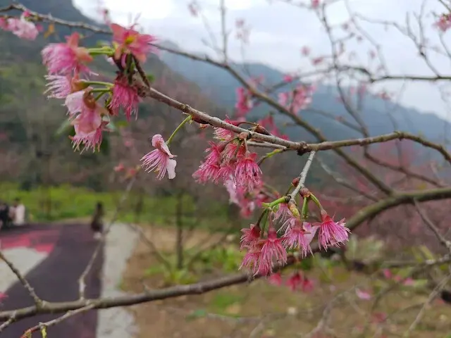 三峽大熊櫻花林