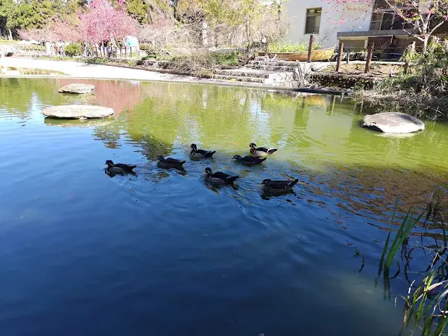 清境農場 (小瑞士花園) - 親水鏡湖 - 鴨子