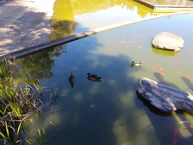 清境農場 (小瑞士花園) - 親水鏡湖 - 鴨子