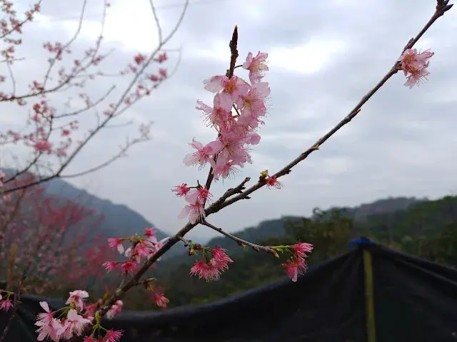 三峽大熊櫻花林