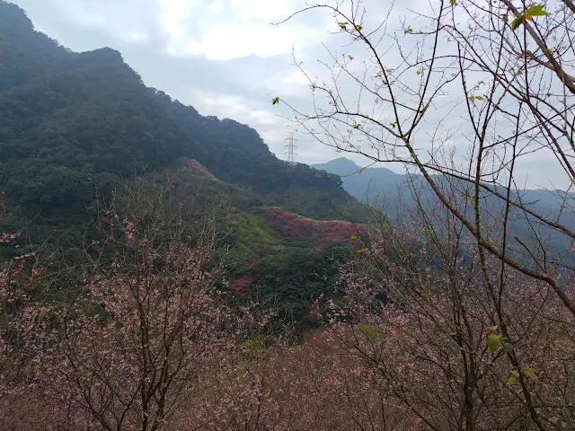 三峽大熊櫻花林 - 富士吉野櫻