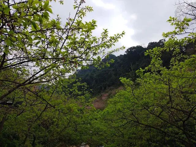 三峽大熊櫻花林 - 龍貓隧道