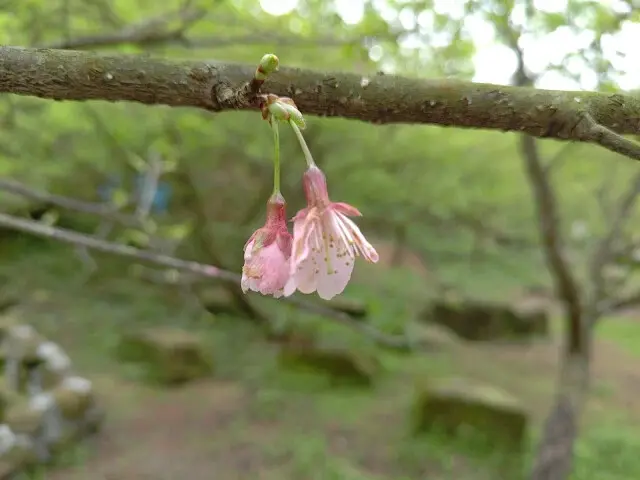 三峽大熊櫻花林 - 三色寒櫻