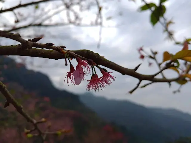 三峽大熊櫻花林