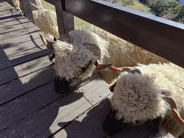 清境農場 (青青草原) - 綿羊