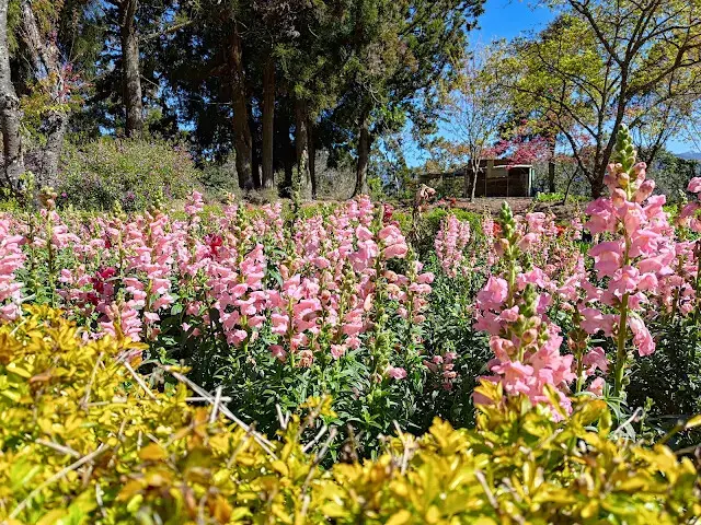 清境農場 (小瑞士花園) - 歐風花園
