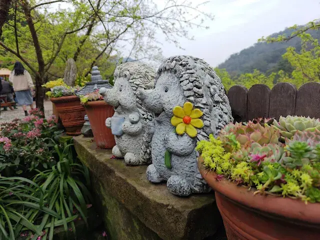 三峽大熊櫻花林 - 多內植物 - 刺蝟