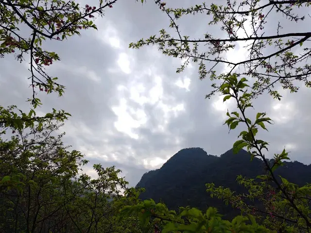 三峽大熊櫻花林