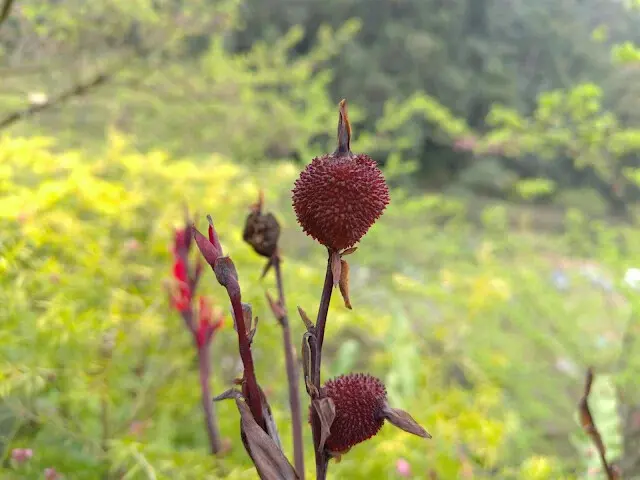 三峽大熊櫻花林 - 美人蕉