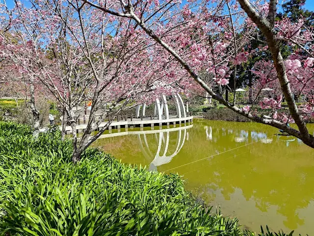 清境農場 (小瑞士花園) - 水上教堂 - 環湖步道 - 櫻花