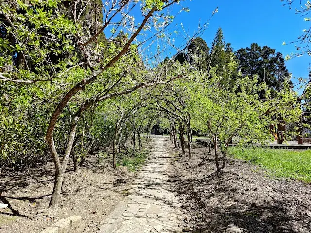 清境農場 (小瑞士花園) - 黑刺李花