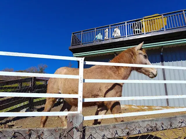 清境農場 (觀山牧區) - 馬 - 關山驛站