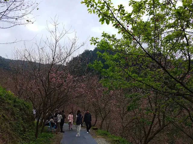 三峽大熊櫻花林 - 富士吉野櫻