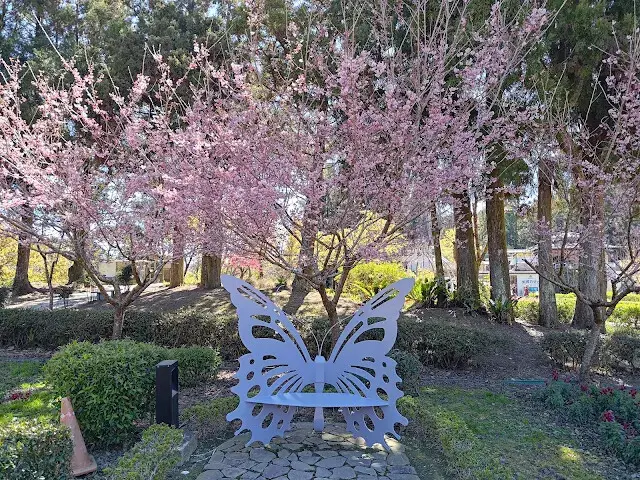 清境農場 (小瑞士花園) - 歐風花園 - 櫻花