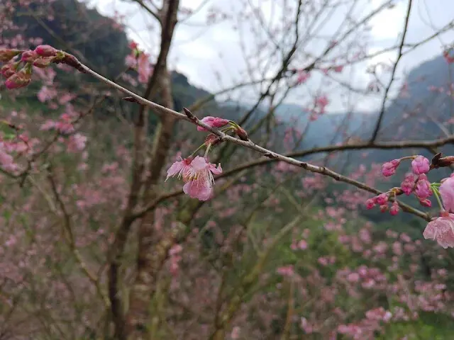 三峽大熊櫻花林 - 香水櫻