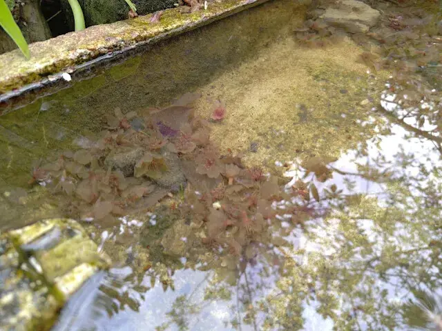 三峽大熊櫻花林