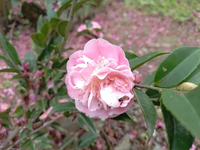 三峽大熊櫻花林 - 茶花