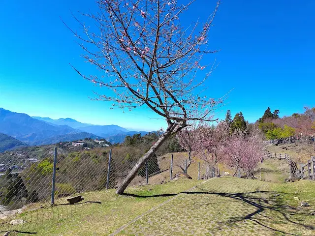 清境農場 (觀山牧區) - 櫻花