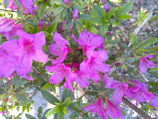 清境農場 (小瑞士花園) - 杜鵑花