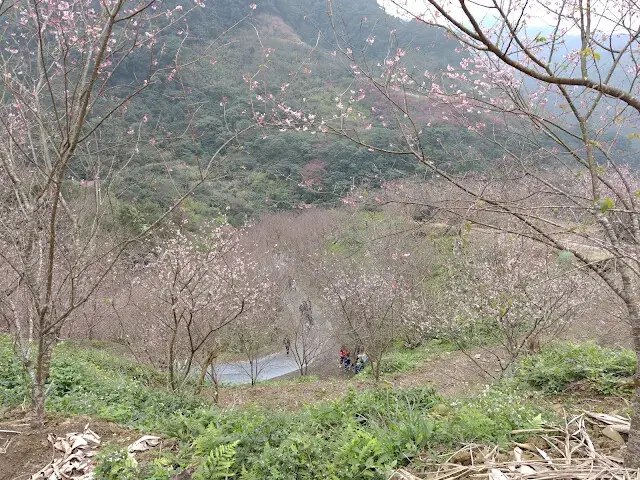 三峽大熊櫻花林