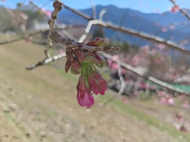 清境農場 (青青草原) - 櫻花