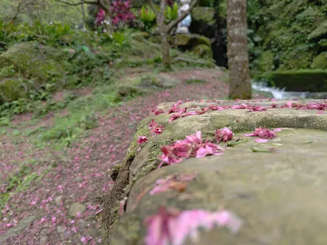 三峽大熊櫻花林