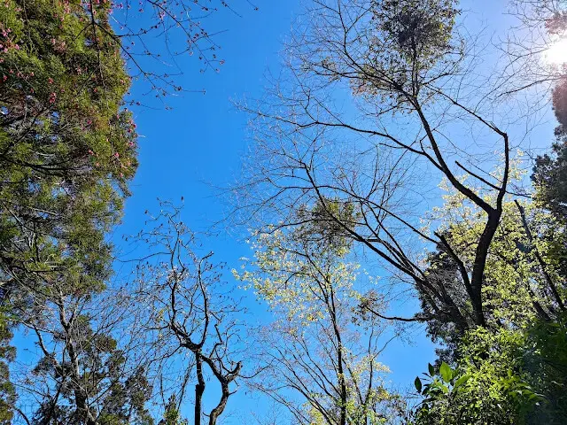 清境農場 (櫻花步道)