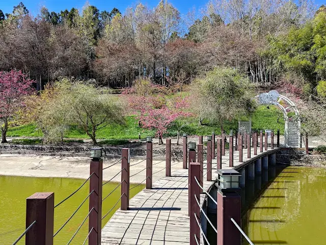 清境農場 (小瑞士花園) - S 型水上步道 - 櫻花