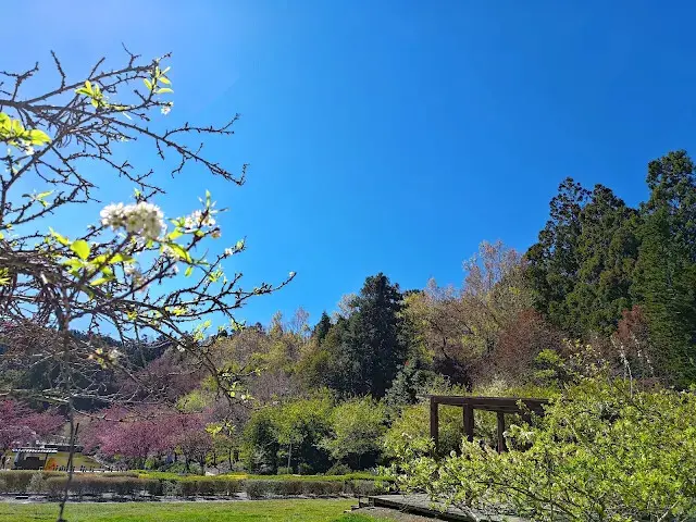 清境農場 (小瑞士花園) - 環湖步道 - 黑刺李花