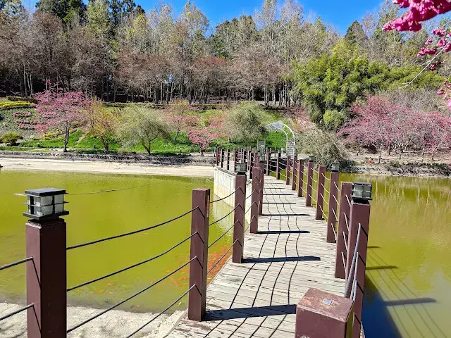 清境農場 (小瑞士花園) - S 型水上步道 - 櫻花