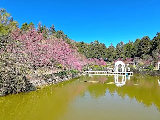 清境農場 (小瑞士花園) - S 型水上步道 - 櫻花 - 水上教堂