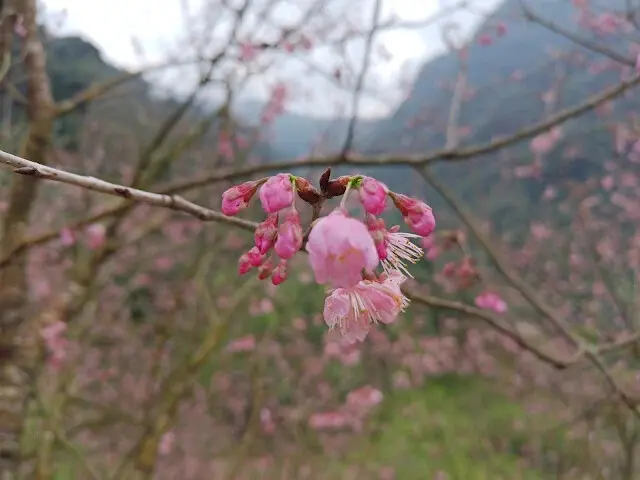 三峽大熊櫻花林 - 富士吉野櫻