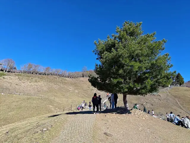 清境農場 (青青草原)