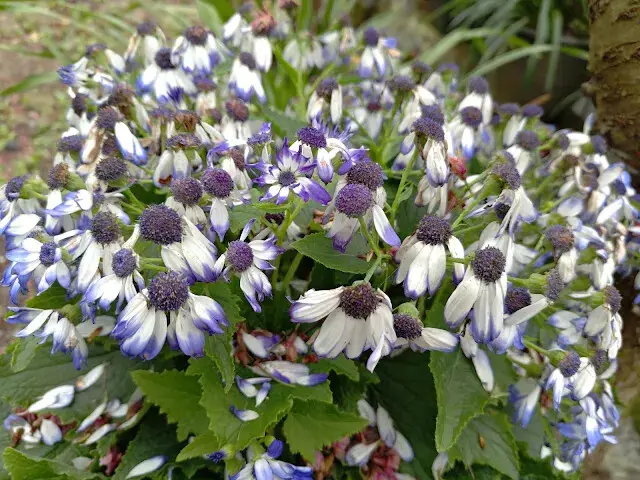 三峽大熊櫻花林 - 瓜葉菊