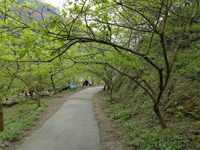 三峽大熊櫻花林