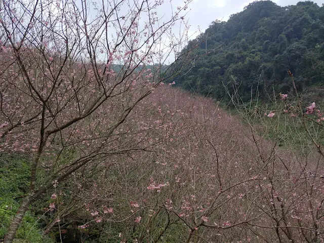 三峽大熊櫻花林 - 富士吉野櫻