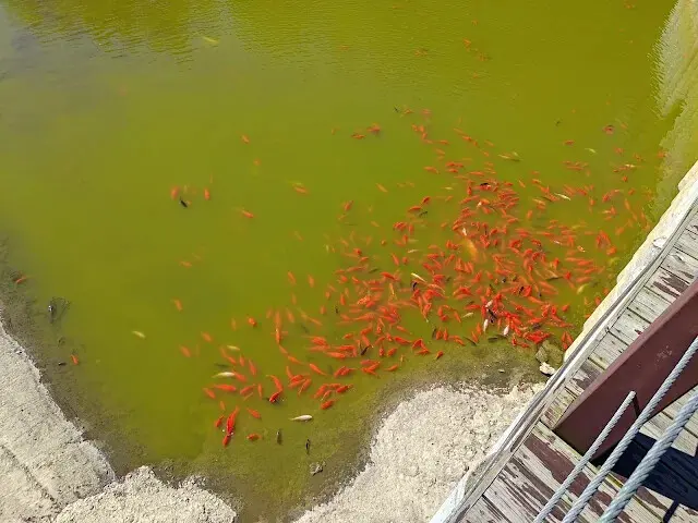 清境農場 (小瑞士花園) - S 型水上步道 - 鯉魚