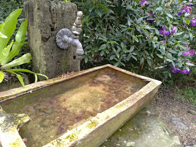 三峽大熊櫻花林