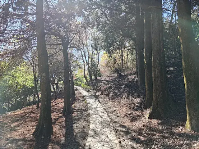 清境農場 (小瑞士花園) - 落羽松步道