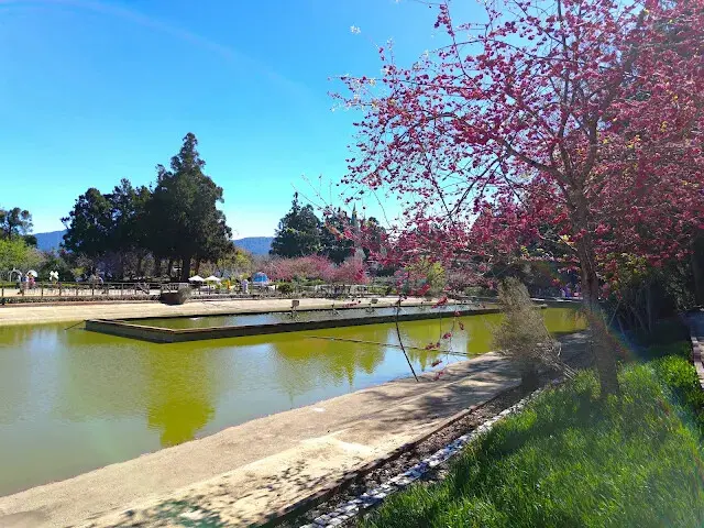 清境農場 (小瑞士花園) - 環湖步道 - 櫻花