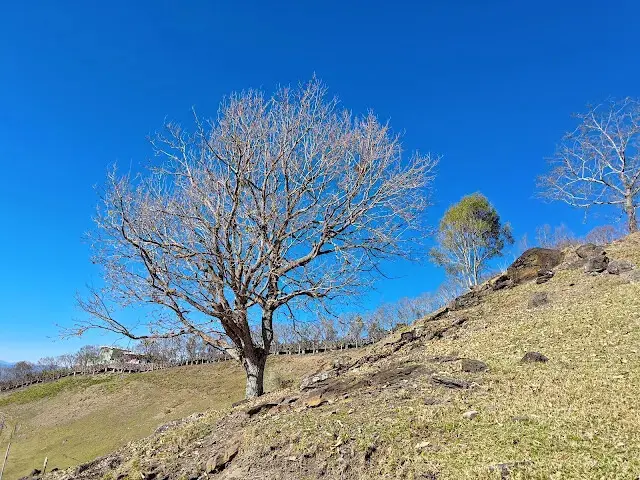 清境農場 (青青草原)