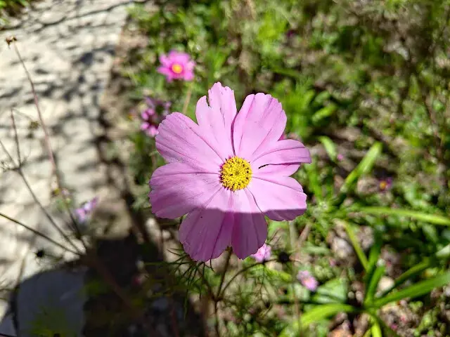 清境農場 (小瑞士花園) - 環湖步道 - 大波斯菊