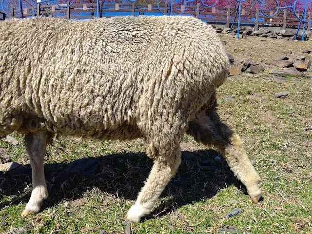 清境農場 (觀山牧區) - 綿羊 - 關山驛站