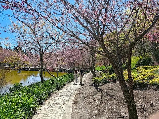 清境農場 (小瑞士花園) - 環湖步道 - 櫻花