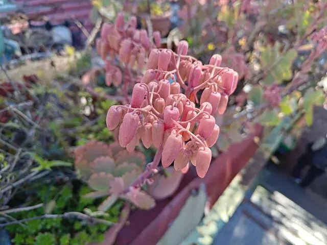 清境農場 (紙箱王) - 落地生根