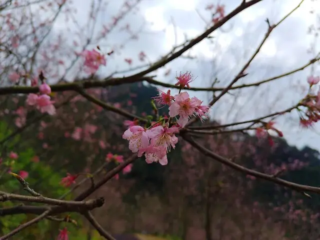 三峽大熊櫻花林 - 富士吉野櫻