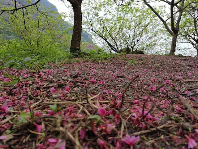 三峽大熊櫻花林 - 台灣八重櫻